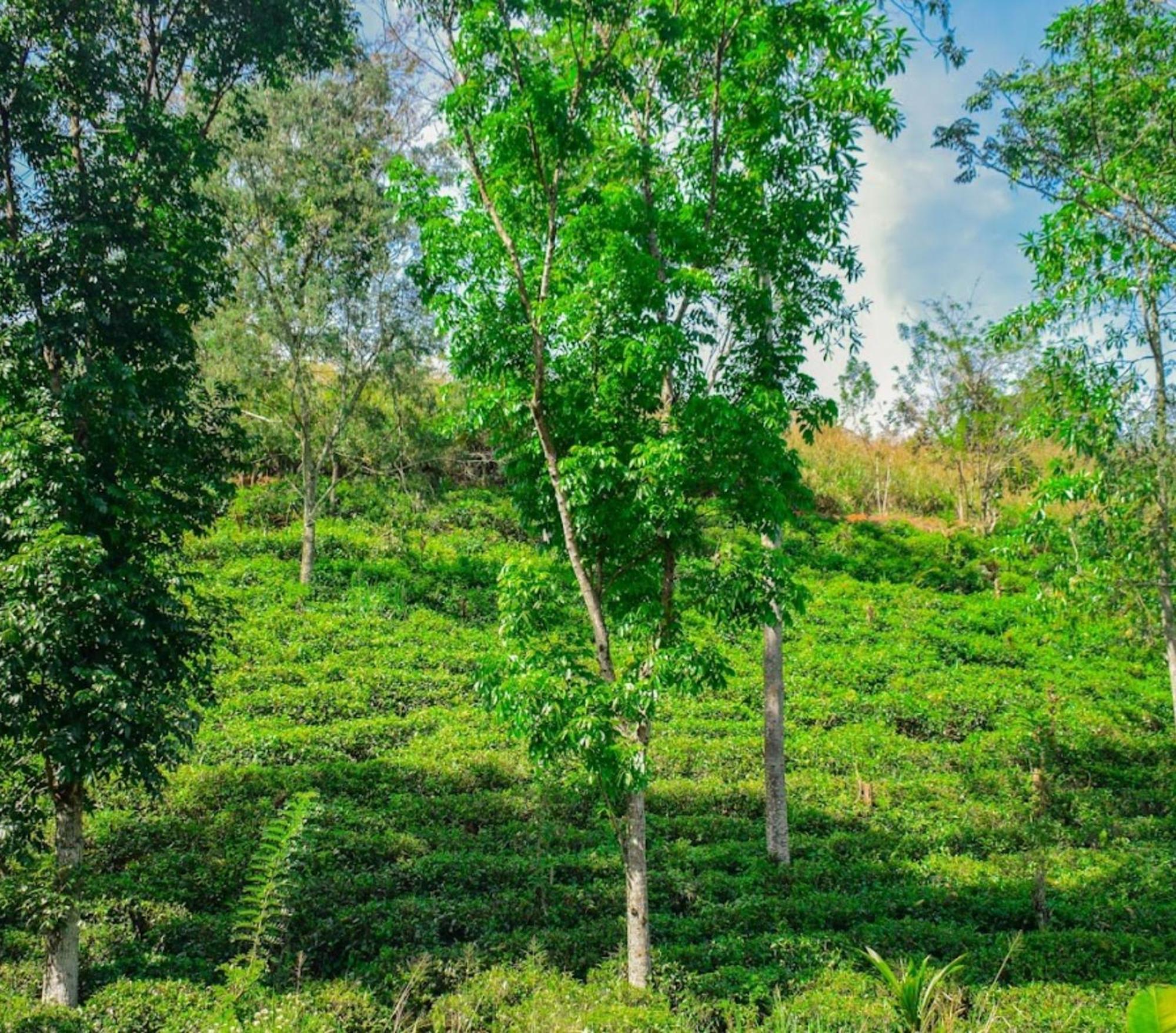 Aqua Dunhinda Villa Kandy Bagian luar foto
